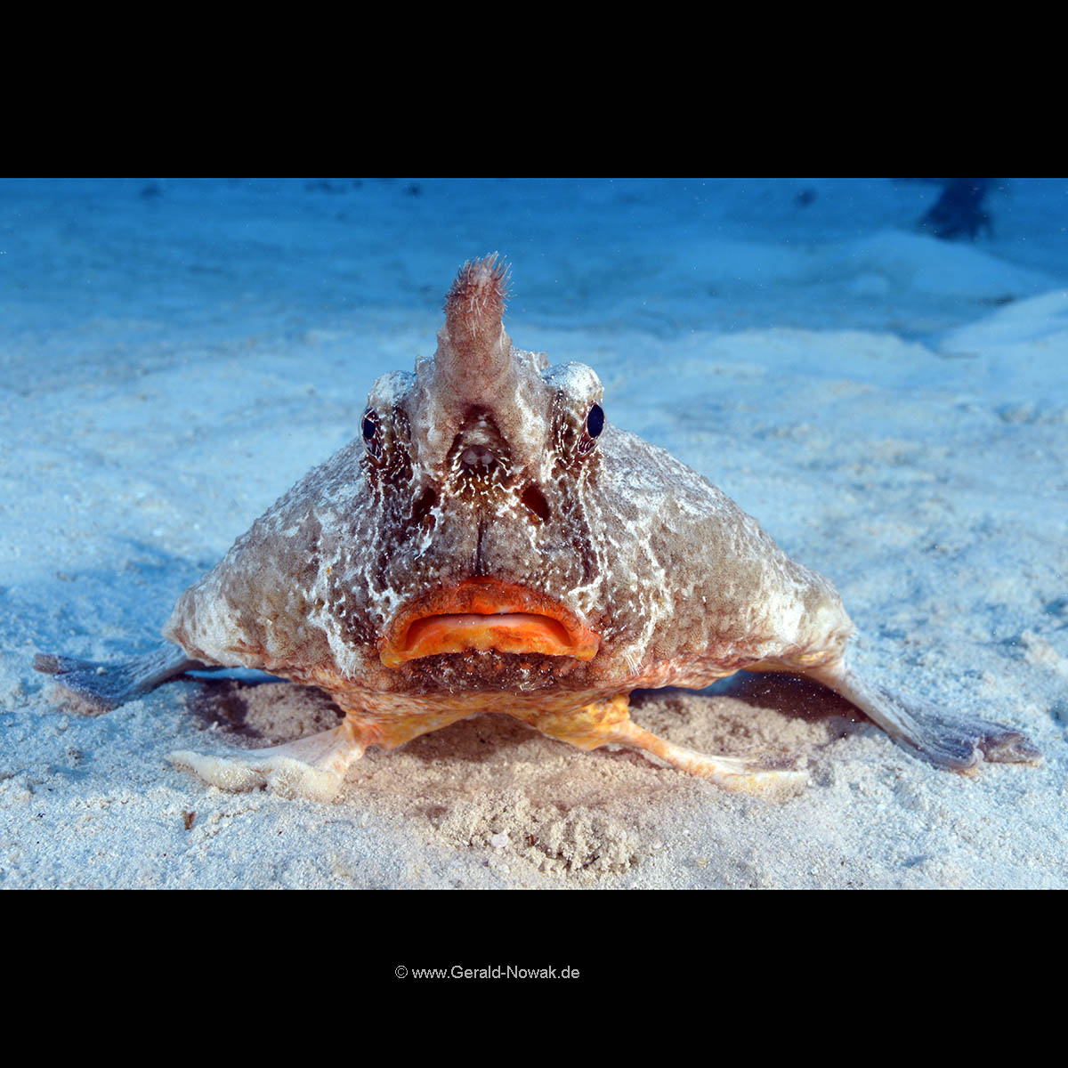 Red-lipped batfish - Galápagos batfish (Ogcocephalus darwini)