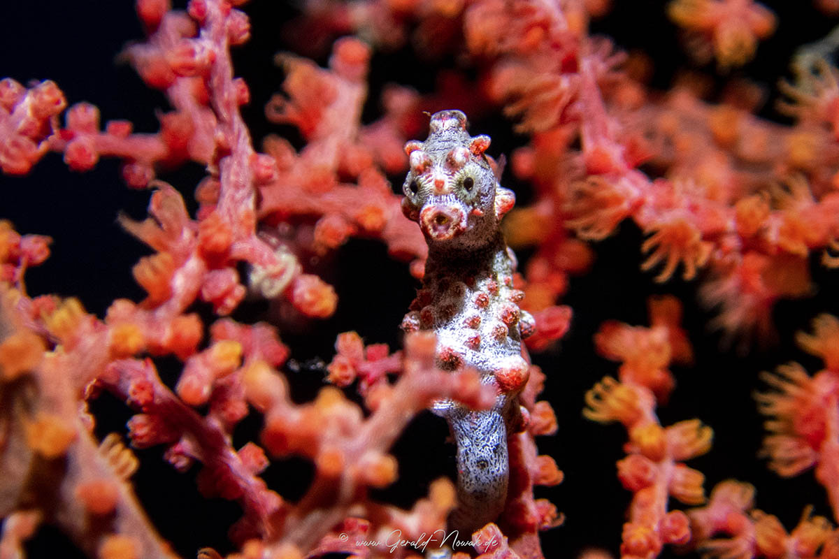 Hippocampus bargibanti - pygmy seahorse