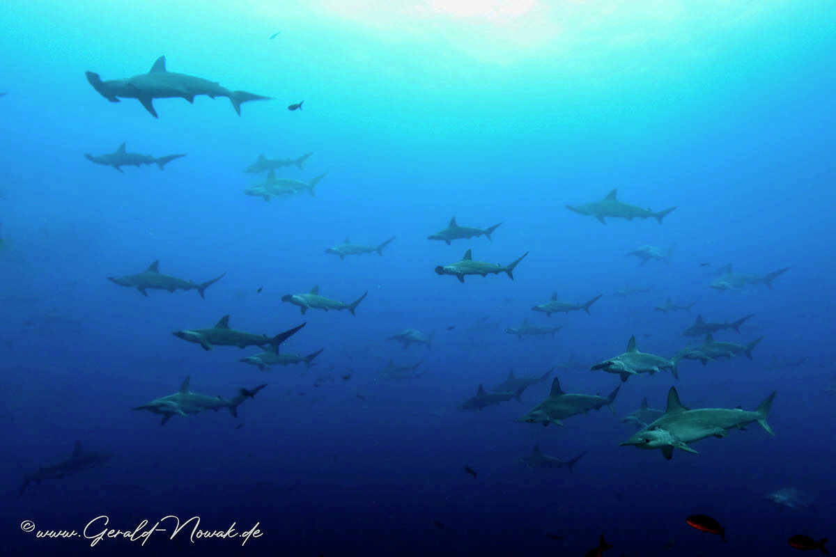 Hammerhead sharks / Galapagos